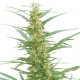 Graine de Mixed Sativa Diva's