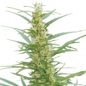 Mixed Sativa Diva's Seeds