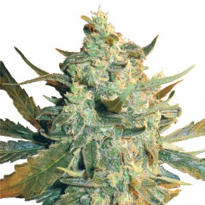 Feminized Power Skunk Seeds