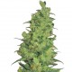 Feminized Temple Haze Seeds