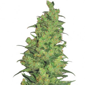 Feminized Temple Haze Seeds