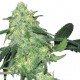 Feminized Skunk Classic Seeds