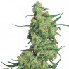 Feminized Nepal Kush Seeds