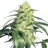 Graine de Dutch Delight Feminisiert