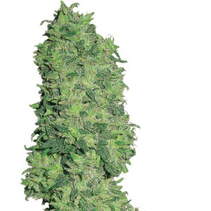 Feminized Dame Blanche Seeds