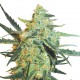 Graine de Blueberry Skunk Feminisee