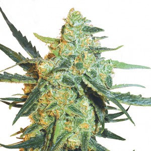 Feminized Blueberry Skunk Seeds