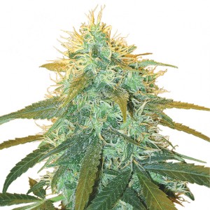 Feminized Skunk No.1 Seeds