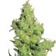 Feminized Flying Dragon Seeds