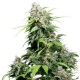 California Indica Seeds