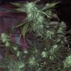 Ice Feminized Cannabis Seeds