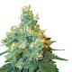 Jack Herer Seeds