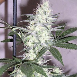 K2 Seeds