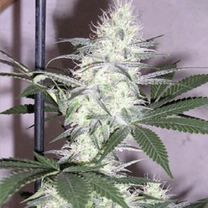 K2 Seeds