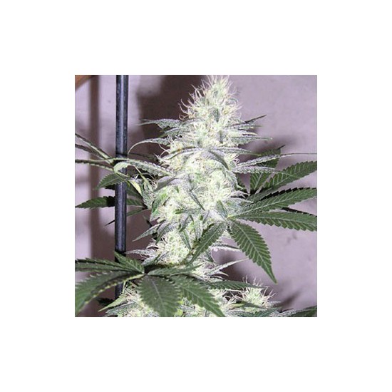 K2 Seeds - SeedZone