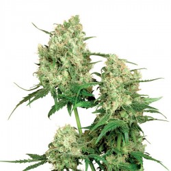 Maple Leaf Indica Seeds