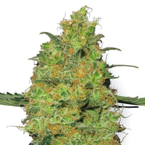 Master Kush Feminized