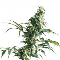 Mexican Sativa Seeds