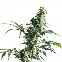 Mexican Sativa Samen