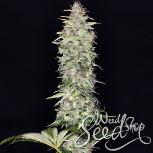 Northern Lights Automatic Seeds