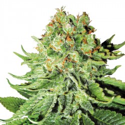 Northern Lights Automatic Seeds - White Label