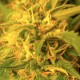 Northern Lights Feminized Seeds