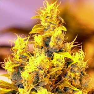 NYC Diesel Feminized Seeds