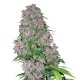 Purple Bud Feminized