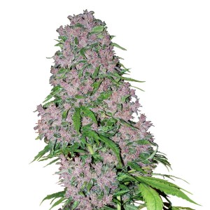 Purple Bud Feminisiert