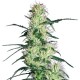 Purple Haze Feminised Seeds