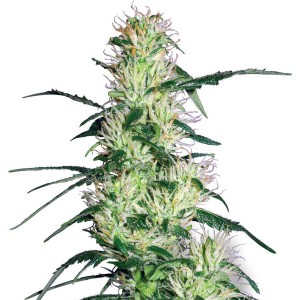 Purple Haze Feminised Seeds