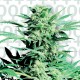 Shiva Skunk Feminized Seeds