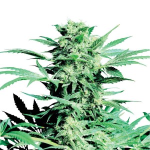 Shiva Skunk Seeds