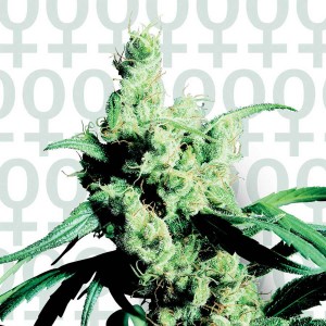 Silver Haze No 9 Feminized Seeds