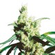 Silver Haze Samen