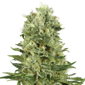Skunk No 1 Automatic Seeds - White Label