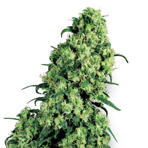 Skunk No 1 Feminized Seeds