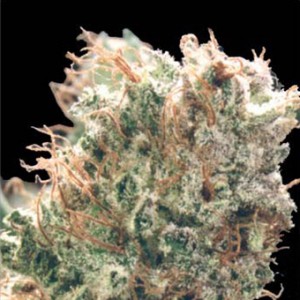 Skunk No 1 Feminized Seeds