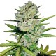 Super Skunk Automatic Seeds - White Label