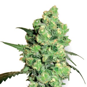 Super Skunk Feminized Seeds