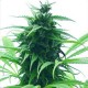 Super Skunk Feminisierte Samen