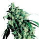 Super Skunk Samen