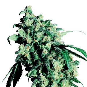 Super Skunk Seeds