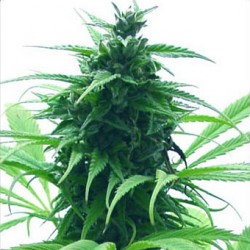 Graines de Super Skunk