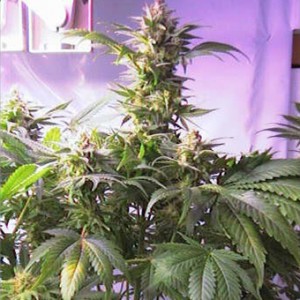 Top 44 Feminized Seeds