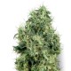 White Gold Feminized Seeds