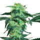 White Ice Feminized Seeds