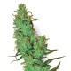 White Label Jack Herer Samen