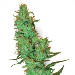 Graine de White Label Jack Herer