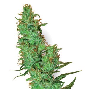 White Label Jack Herer Seeds